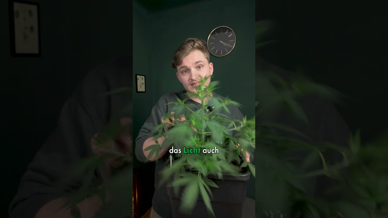 HST: Defoliation - ENTLAUBEN in 1 Minute erklärt! | 