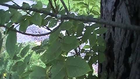 White Walnut identification video