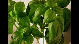 Basil 101-Tips and Ideas for Using Basil (Part 1)