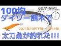 ０５　100均　ダイソーエギで太刀魚釣れた！（広島釣り、エギング）２０２１年１０月下旬～１１月上旬