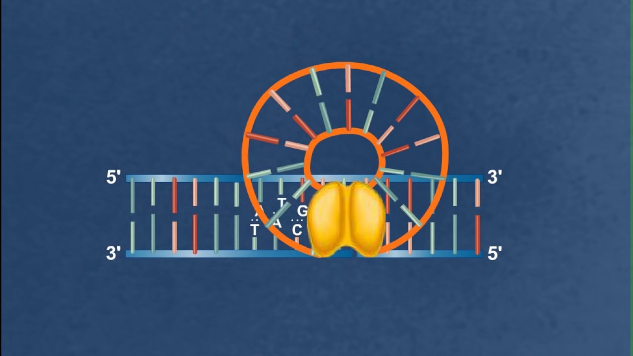 Simple transposition [HD Animation]