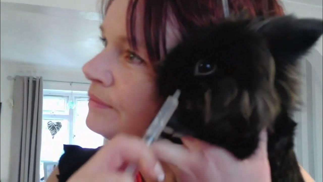 how to syringe feed a rabbit /feeding a sick bunny /rabbit critical care /medicating a bunny