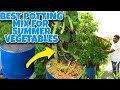 रामविलास जी गर्मियों की सब्जियों के लिए मिट्टी कैसे तैयार करते है | Best Potting Mix for Vegetables