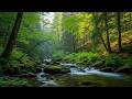 FOREST STREAM RIVER SOUNDS, GENTLE BIRD SONG, RELAXING NATURE SOUNDS. FOR SLEEPING