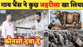 CHRCOL Veterinary liquid use in Hindi | Activated Charcoal | Intas Animal Health | Toxin Binder