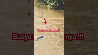 Buaya Kejar Iguana !!! Gak Dapet Di Tunggu Sampe Besoknya !!!