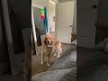 Who is dat #funnyanimal #viral  #trending #goldenretriever #cutepuppy #shorts #funnydogvideos