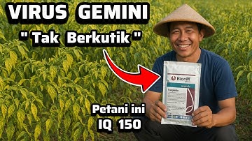 🔥Ketemu Solusi Virus Kuning Daun 🔥Cara Kendalikan Hama Virus Gemini Pada Pertanian Indonesia 🔥🔥👍