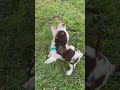 Springer spaniel puppy