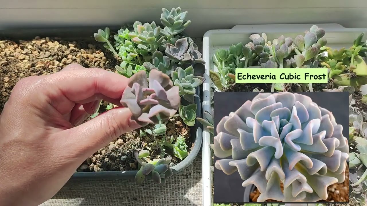 Разбираю поднос с детками суккулентов из листочков  В конце видео мысли об интересном эксперименте