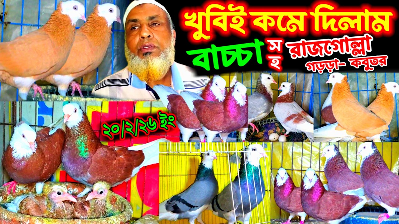 আজ খুবিই কমদামে দিলাম ২৪+ গোল্লা রাজগোল্লা ও গড়ড়া কবুতর | বাচ্চা সহ কবুতর কিনুন অর্জিনাল খামার থেকে