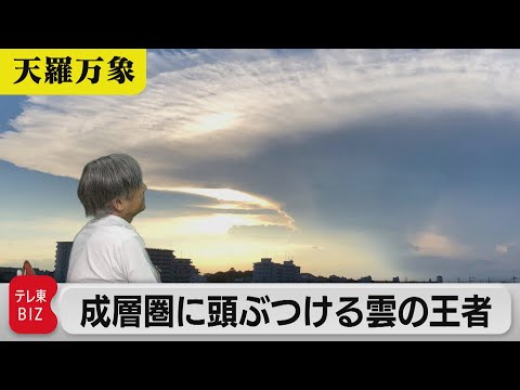 The king of clouds, hitting its head in the stratosphere: a
