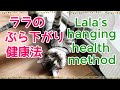 42.ララのぶら下がり健康法＆不審な人物／Lala's hanging health method＆Suspicious Person
