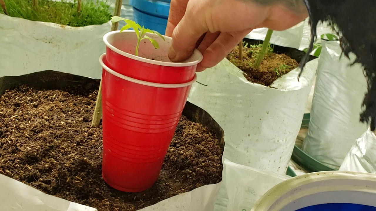 Seedling week2 veg foop fertilizer feeding