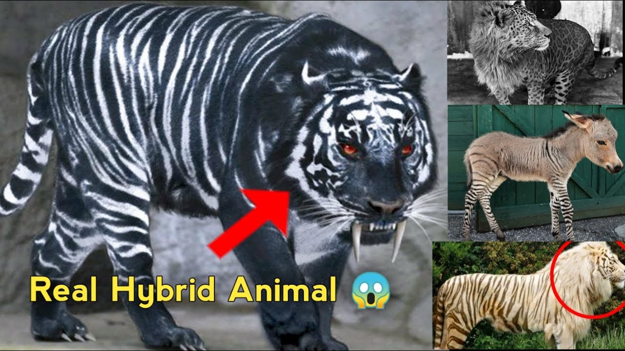 12 Hybrid animal you won't Believe Exist by Viral Theories