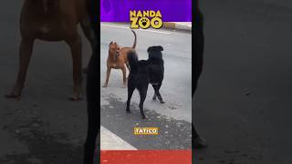 Encontro tenso entre cães termina pacificamente! 🐕⚡ #cachorro #shorts #animais