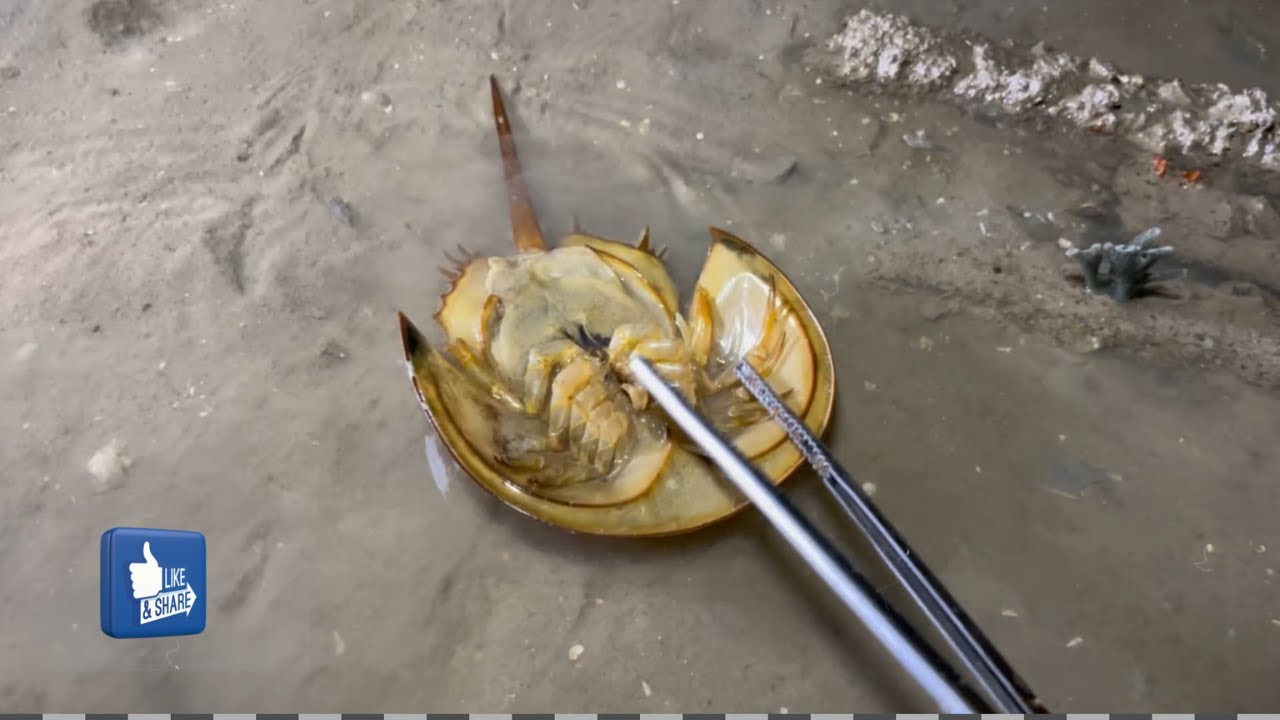 CRAB CATCHING CHALLENGE: Can We Catch Seafood with JUST Our Hands?!  Seafood catching  crab catching