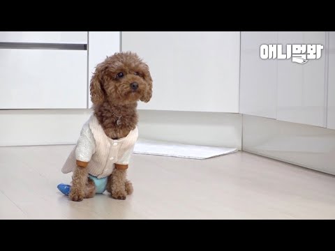 <strong>사고</strong> 후 주인이 아닌 ‘한 여자’를 쫓아다니기 시작한 강아지.. 이유가ㅣDog That Experienced Extreme Sadness <strong>in</strong> a Year
