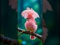 Should we make a long documentary about birds? #animals #documentary #birds #cuteanimals