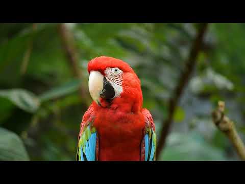 حياة ببغاء في البرية