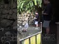 仲間やと思ってこの鳥ずっとついてきて草www #shorts
