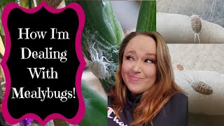 How I'm Dealing With Mealybugs & Some Other Planty Stuff!