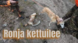 Finland,Російськийгончак,Baujagd, Fuchsjagd, Fox Hunting