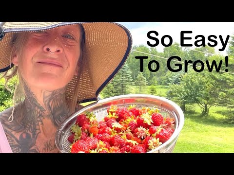 Growing Strawberries at Home is Simpler Than They Say! - YouTube