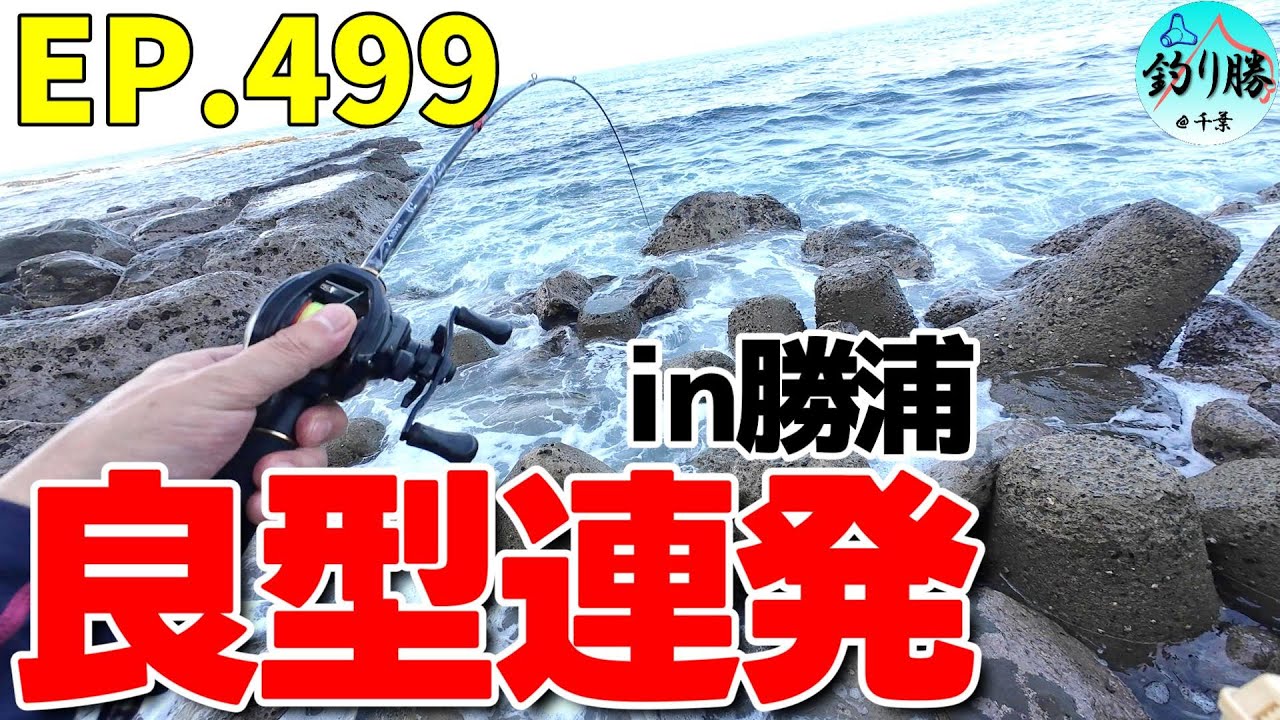 EP.499 外房穴釣り 勝浦漁港の南磯で良型根魚が連発