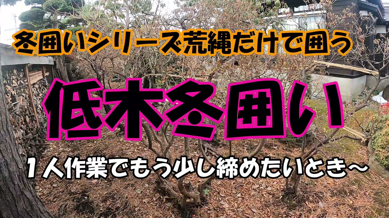 冬囲いシリーズ 荒縄だけで低木の冬囲いを1人作業する Youtube