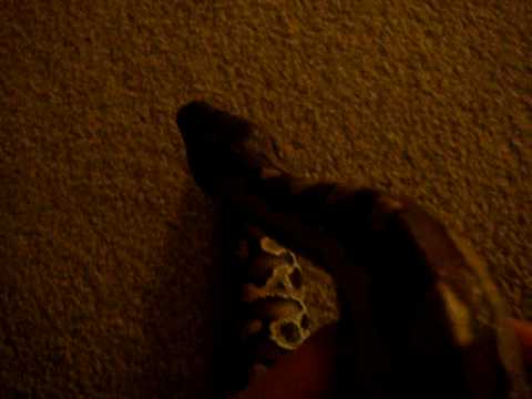 Blood Python Update 2/19/09