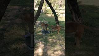 Monkey Mating Sound Monkey Mating Crying Monkey Sound Effects Monkey Ki Kahani