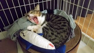 【４時起き】Early to bed, early to rise, cat. by 💛猫のカノコ💙【ｵｯﾄﾞｱｲ】 31 views 3 weeks ago 2 minutes, 49 seconds