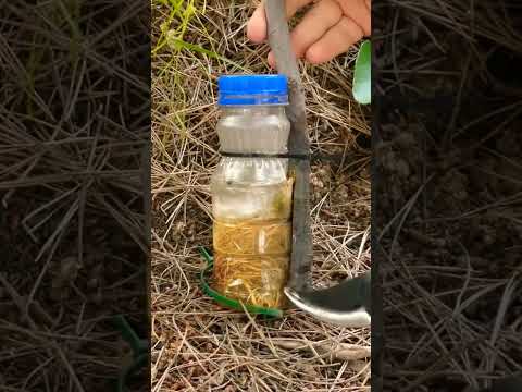Video: Propagación de calabaza cardón: aprenda sobre las plantas de calabaza erizo