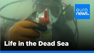 euronews science - Life in the Dead Sea