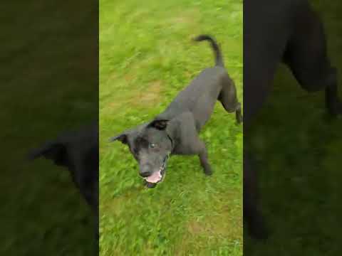Video: Dragi psi