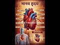 मानव हृदय कैसे काम करता है? | Heart Function Explained in Hindi | @Real Education Time #shorts