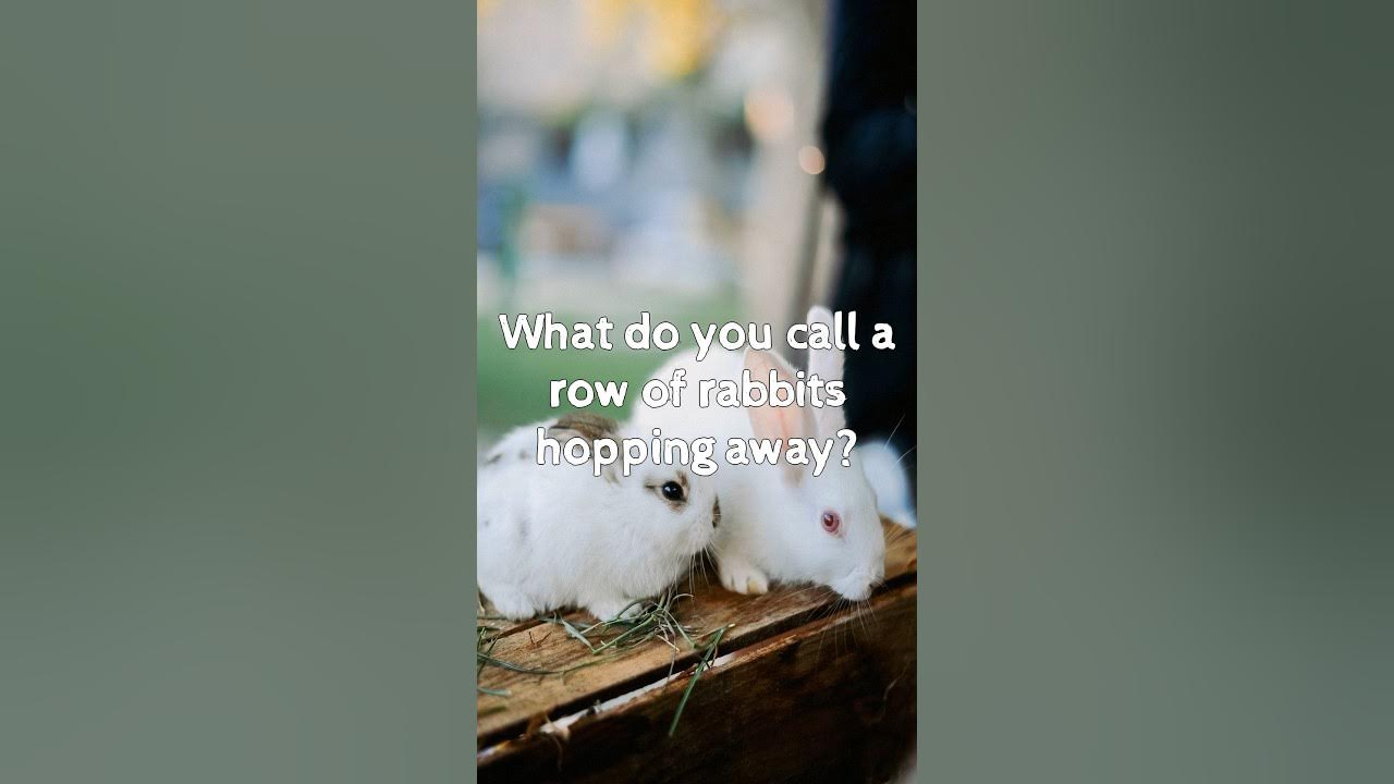 THIS 😂 What do you call a row of Rabbits? 😂 jokes funny dadjokes 