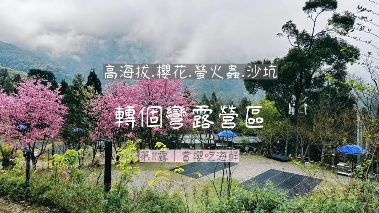 高海拔櫻花露營區🏕️第11露賞櫻吃海鮮｜轉個彎露營區｜海鮮蒸籠宴｜元宵搓湯圓