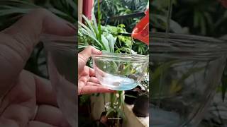 Neck Cleaning Tips | Dark Neck HomeRemedies/Tanning Removal Tips#beauty#skincare#shorts#viral