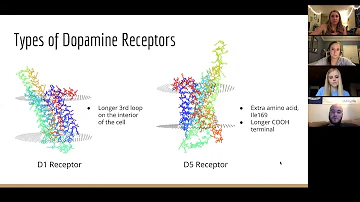 Dopamine receptor binding mechanism