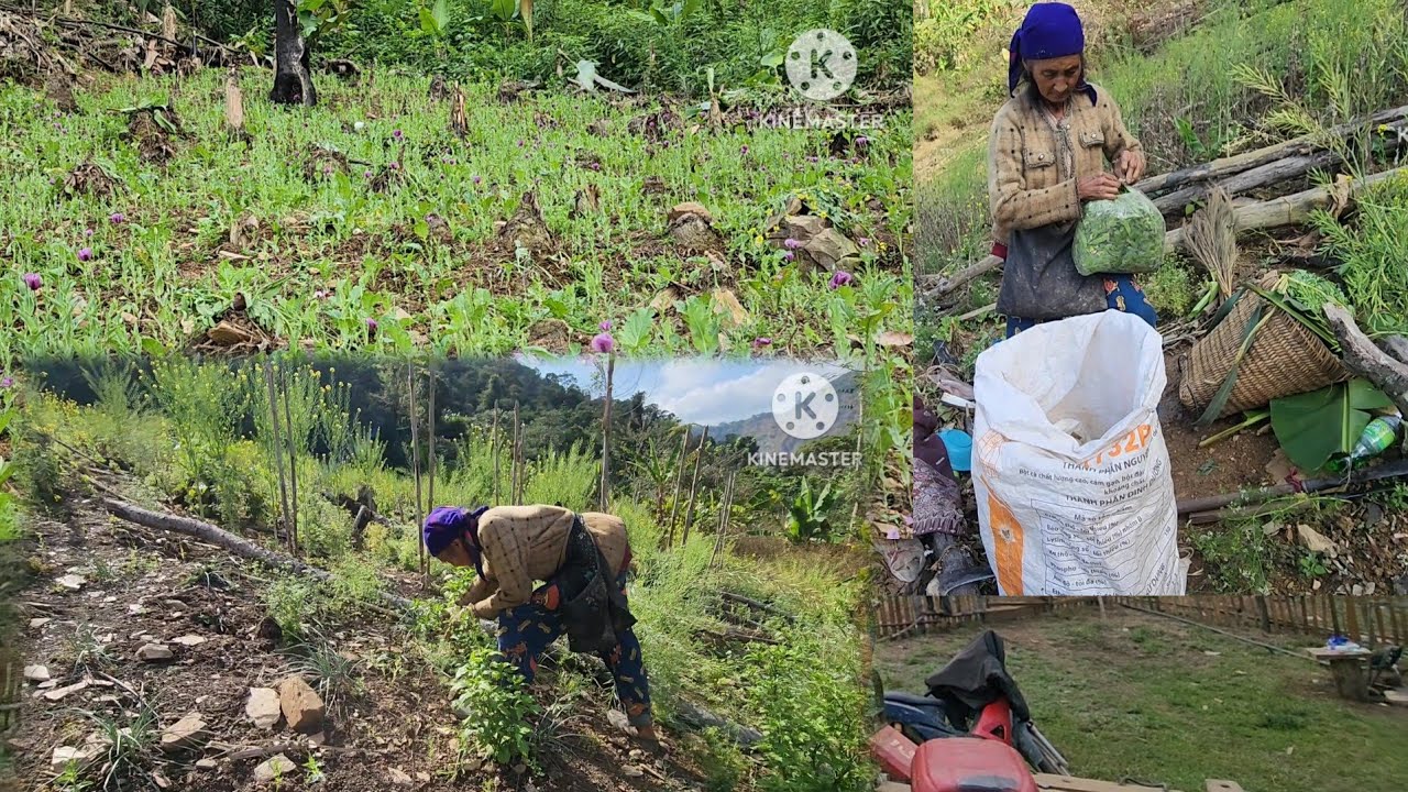tuaj tos niam tom teb no de zaub saib teb zaub os 28/2/2026