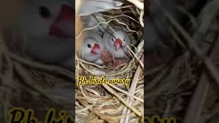 Famous albino java finch pair with chiks #youtubeshorts #youtube Net Worth