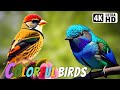 The most colorful birds in the world  breathtaking nature  wonderful birds songs  stress relief