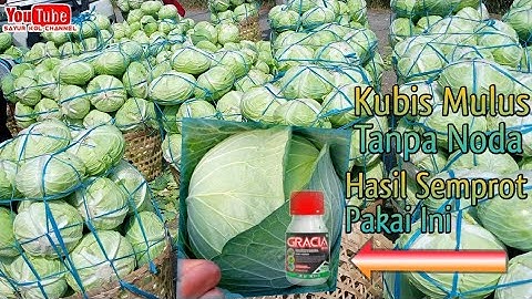 KUBIS MULUS BEBAS HAMA ULAT HASIL SEMPROT INSEKTISIDA GRACIA