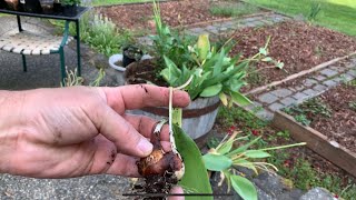 How to dig and store tulip bulbs | Busy Beaver | Chuck Beavers