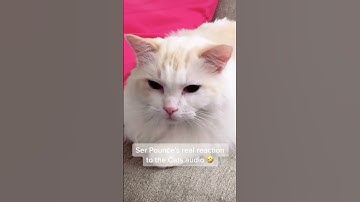 that time I play CATS for Ser Pounce... and he was not pleased 🤣 #ragdoll #ragdollcats
