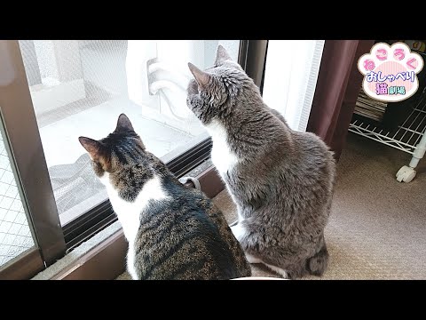 ねころく様 仲が良いとは言えない猫たち…それでも昔の絆があるので大丈夫