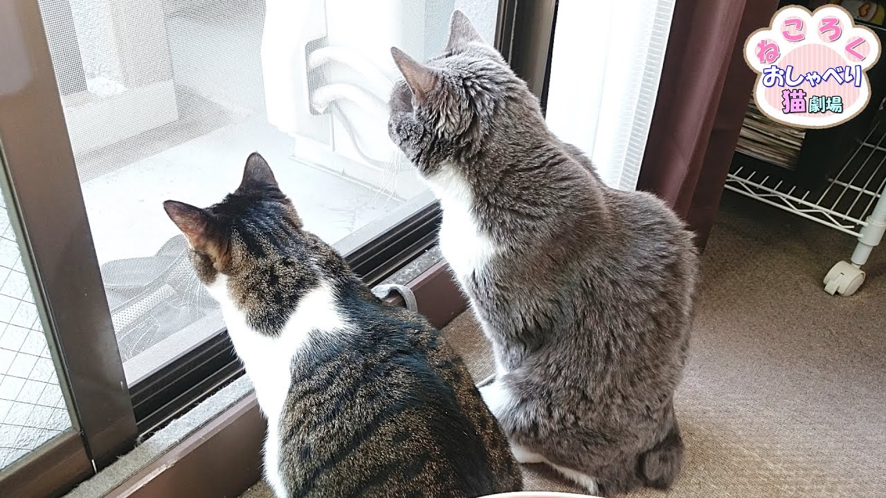 仲が良いとは言えない猫たち…それでも昔の絆があるので大丈夫