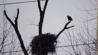 Mentor Marsh Eagles Talking 3/5/2017